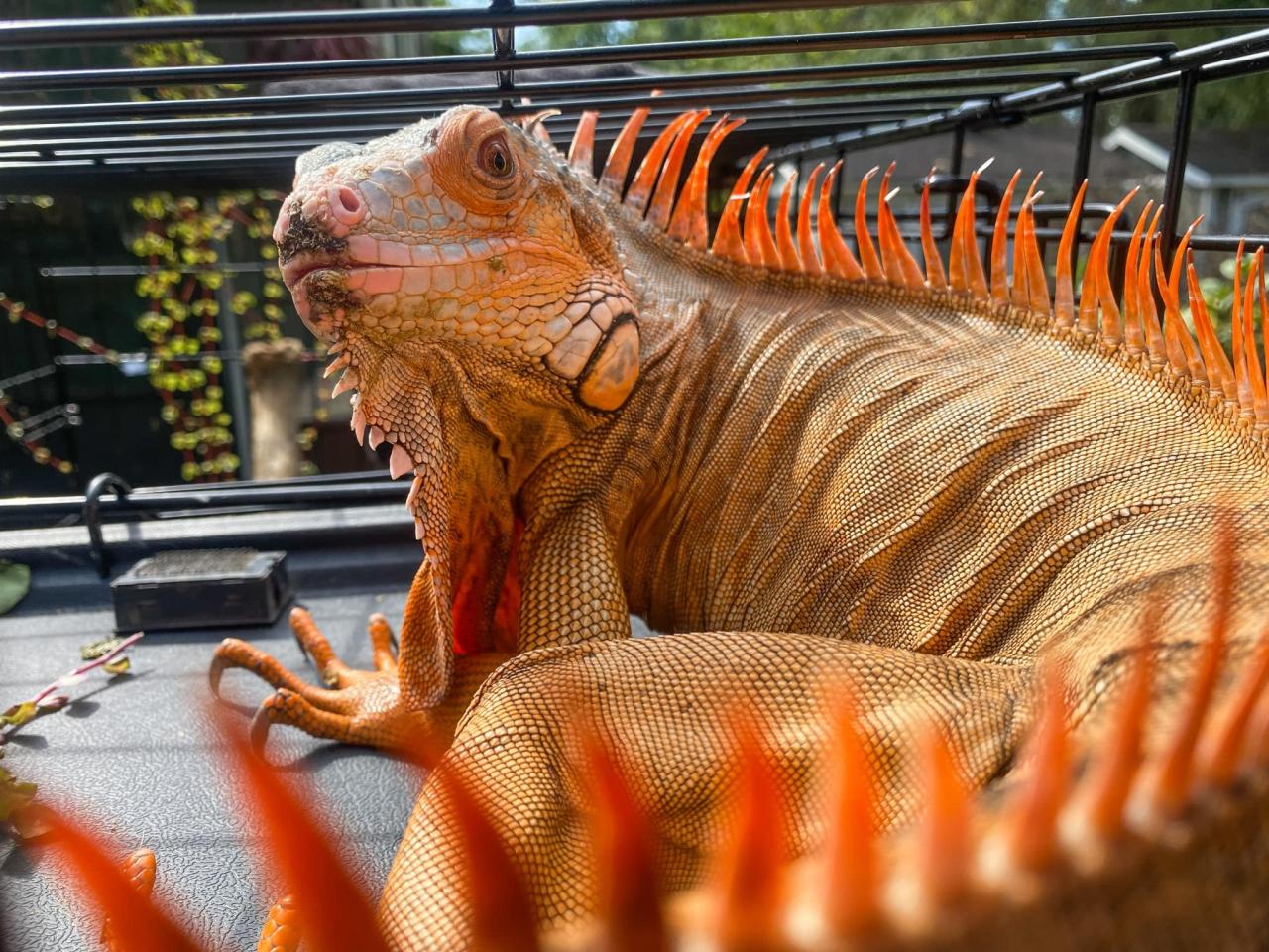 CFD Rescata a Iguana