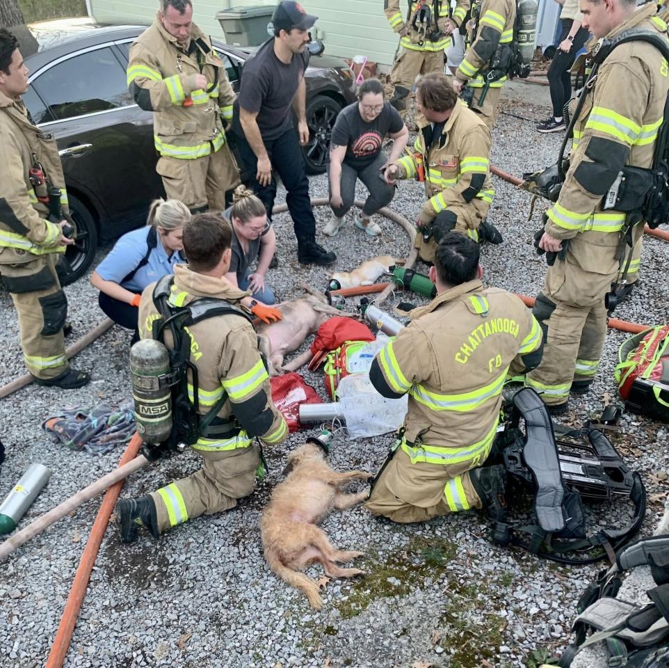 Perros rescatados y reanimados durante la respuesta a un incendio en una casa en North Chatt