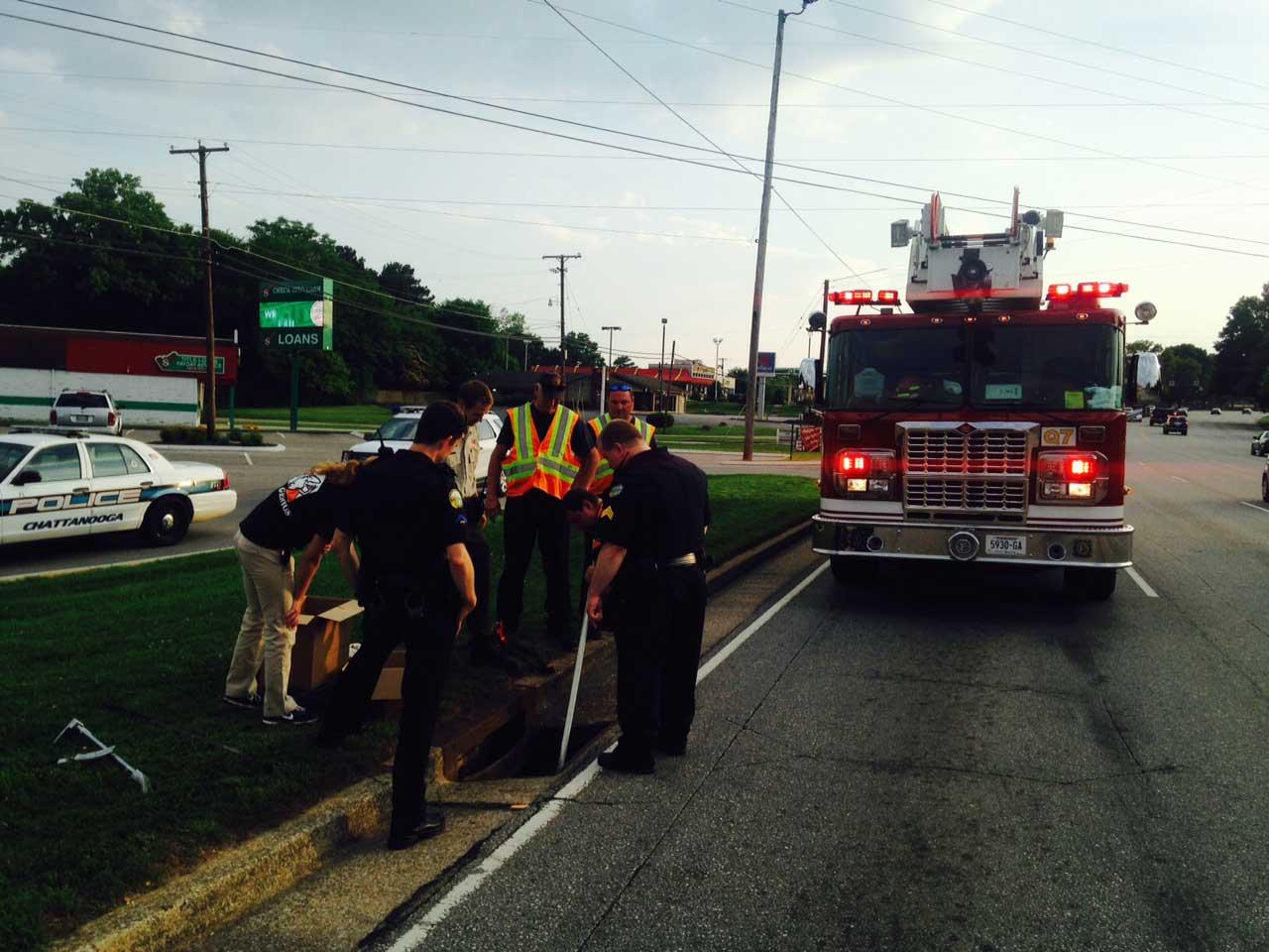Firefighters Rescue Duck and 8 Ducklings