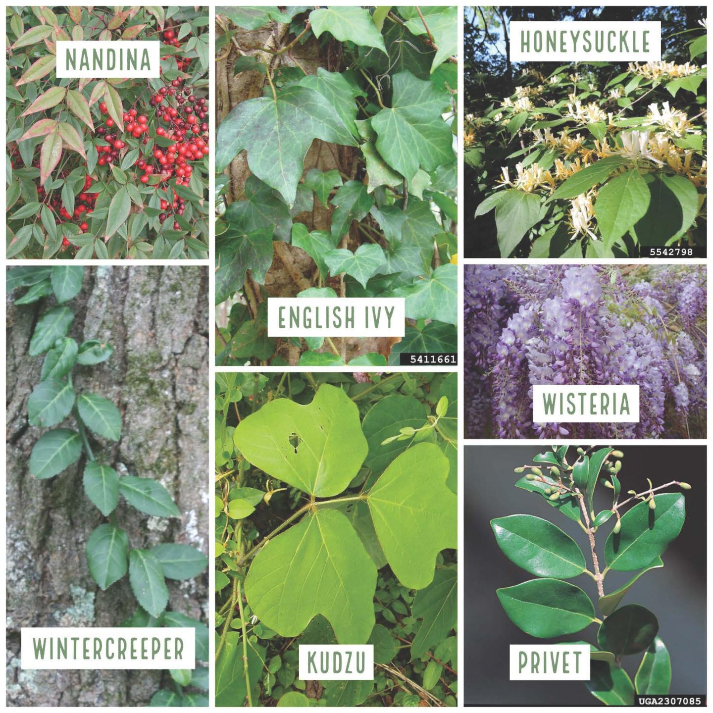 A collage of plants with labeled names: Nandina, English Ivy, Honeysuckle, Wintercreeper, Kudzu, Wisteria, Privet