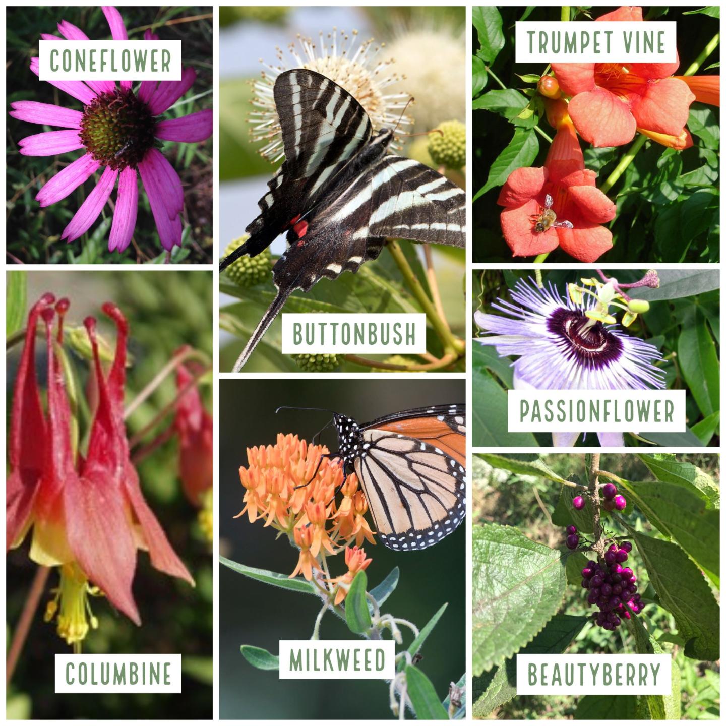 Images, clockwise: TN coneflower - Echinacea tennesseensis, Zebra swallowtail on buttonbush - Cephalanthus occidentalis (watts_photos licensed under CC BY 2.0), Trumpet vine - Campsis radicans (Trompetenblume mit Biene by Gertrud K. under CC BY-NC-SA 2.0), passion flower - Passiflora incarnata( "Common Passion Flower" by Just chaos is licensed under CC BY 2.0), beautyberry - Callicarpa americana, Monarch butterfly on milkweed (Monarch butterfly by watts_photos under CC BY 2.0), columbine - Aquilegia canadensis Collage of labeled flowers: coneflower, buttonbush with butterfly, trumpet vine, passionflower, columbine, milkweed with butterfly, and beautyberry.