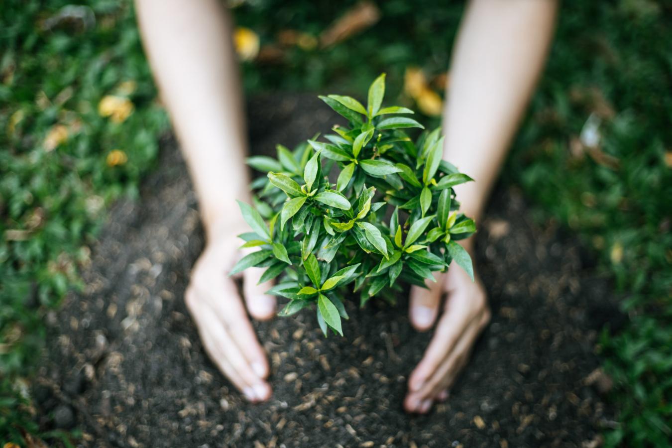 Planting a tree in the dirt