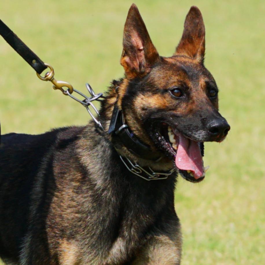 black and tan German shepard dog with a black lease on a green background